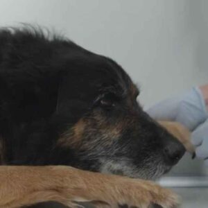 Veterinaria