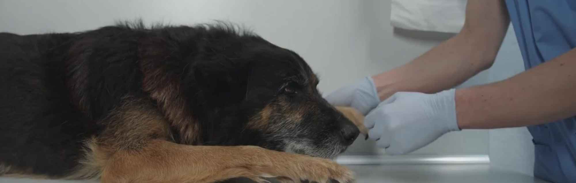 Veterinaria