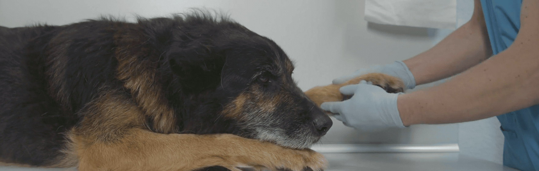 Radiologia veterinaria