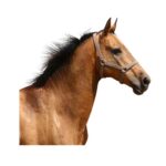 Equinos